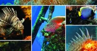 التنوع البيولوجي البحري