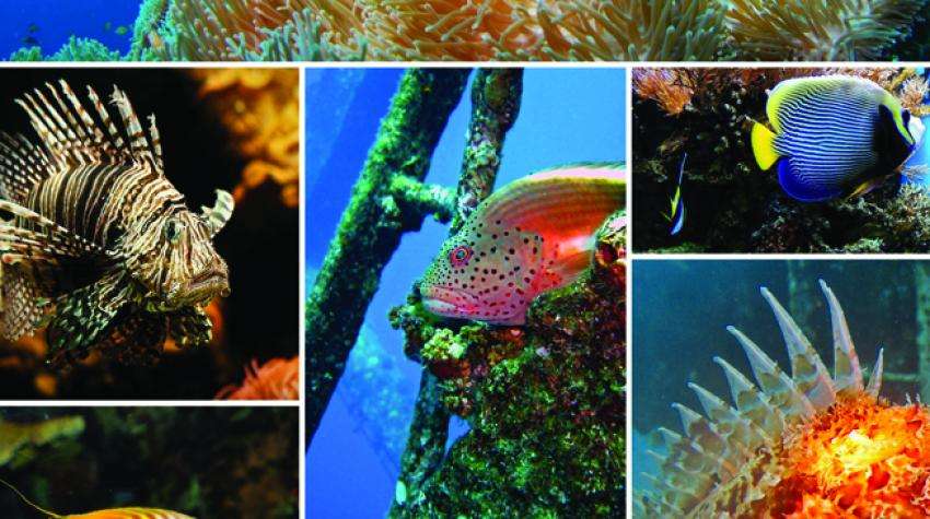 التنوع البيولوجي البحري